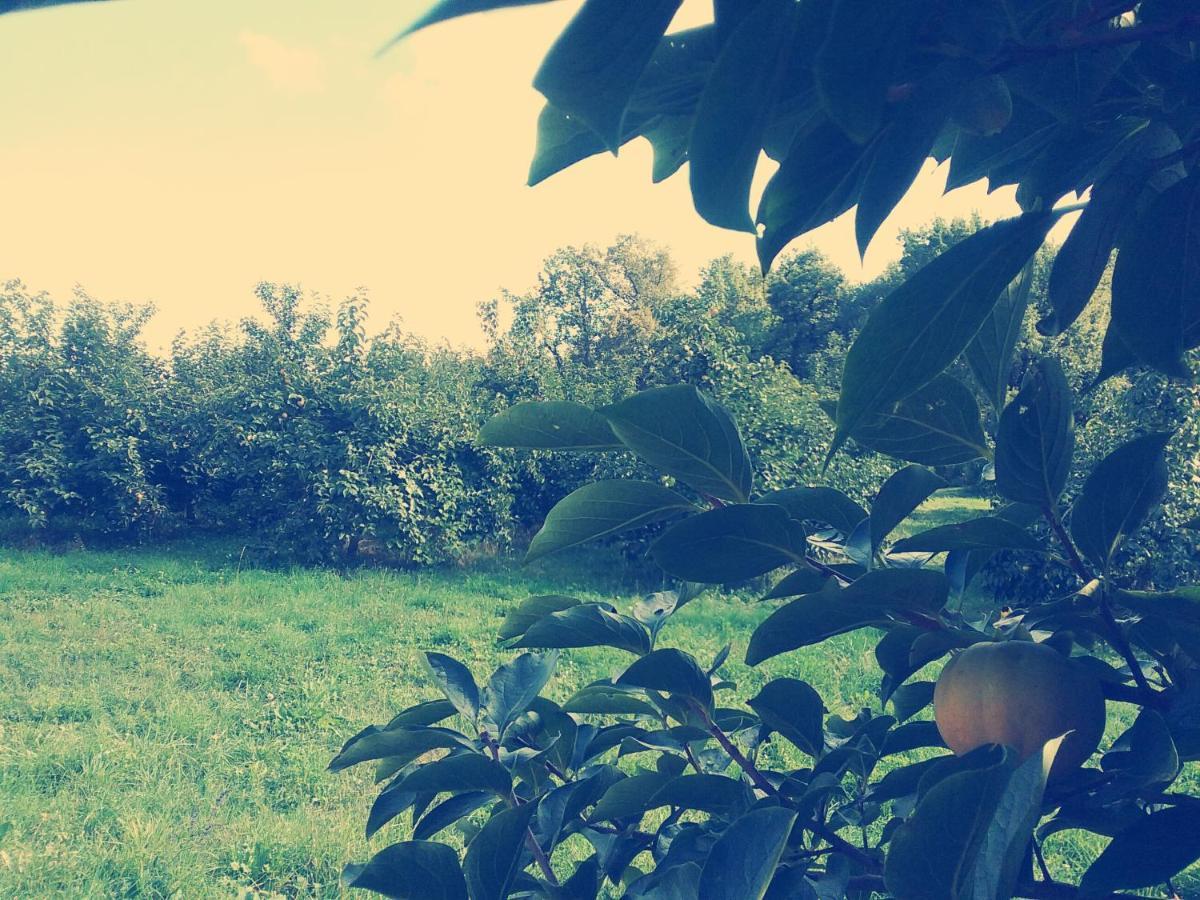 Alpignano Cascina Bucolica B&B מראה חיצוני תמונה